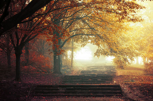 Autumn Walk XVII.